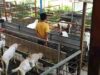 Arif Mukti Satyo Nugroho SPsi Pj Desa Jururejo bersama perangkat Alokasikan Ketahanan pangan dialihkan ternak kambing