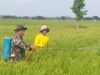 Babinsa Koramil Kwadungan Dampingi Petani Dalam Penyemprotan Tanaman Padi 